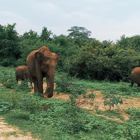 Elite Safari Resort ウダワラウェ エクステリア 写真