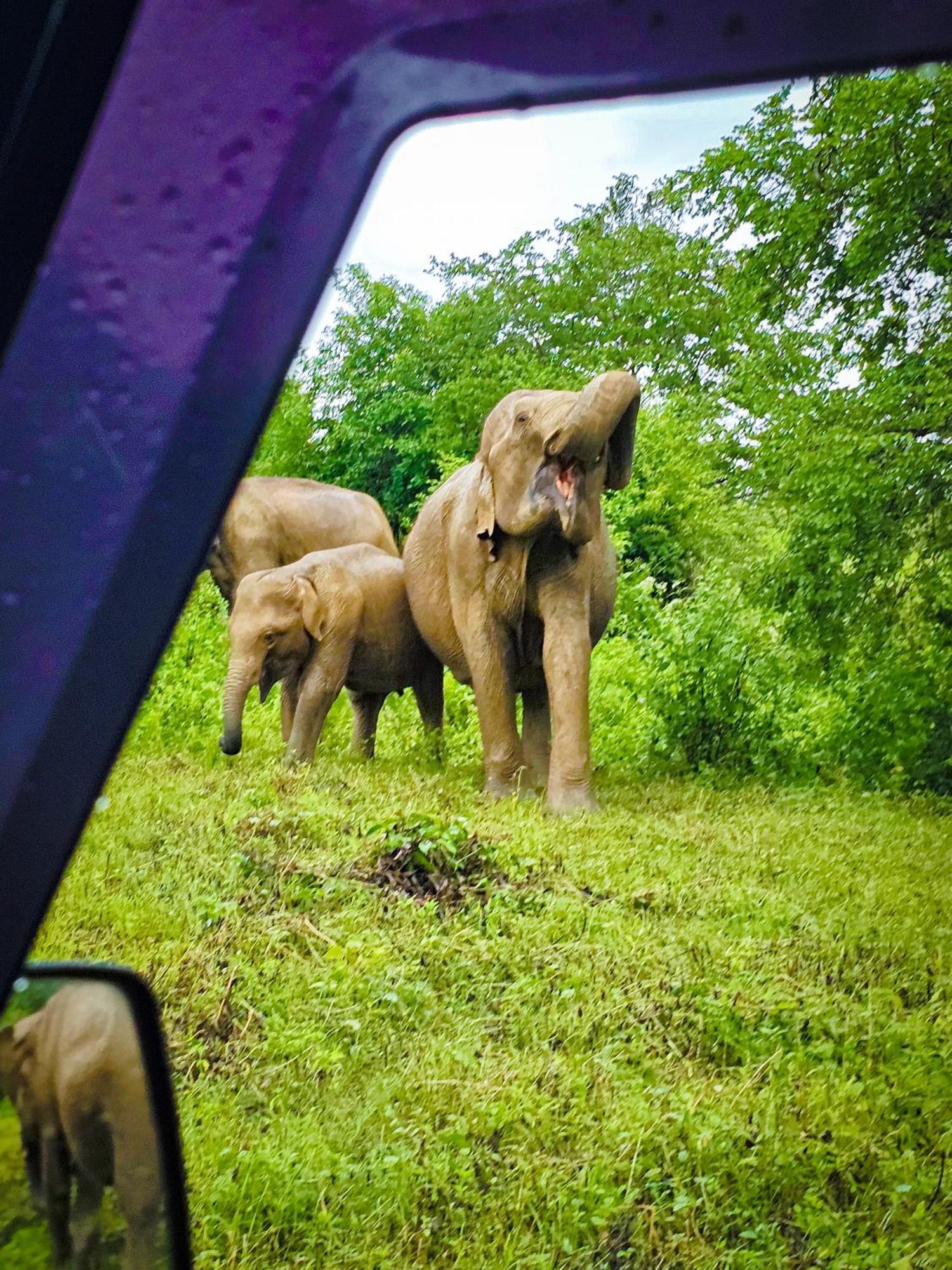 Elite Safari Resort ウダワラウェ エクステリア 写真