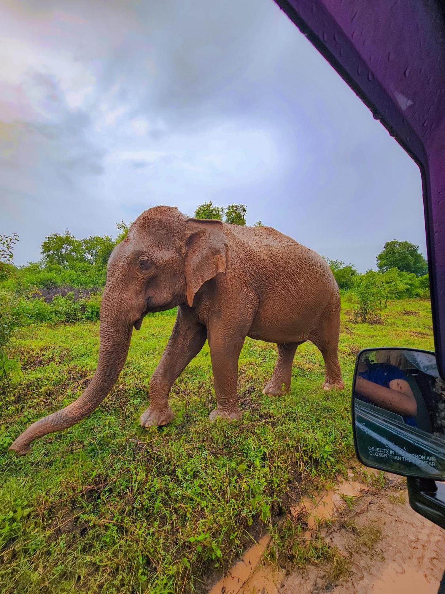 Elite Safari Resort ウダワラウェ エクステリア 写真