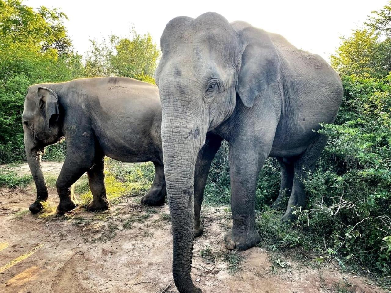 Elite Safari Resort ウダワラウェ エクステリア 写真