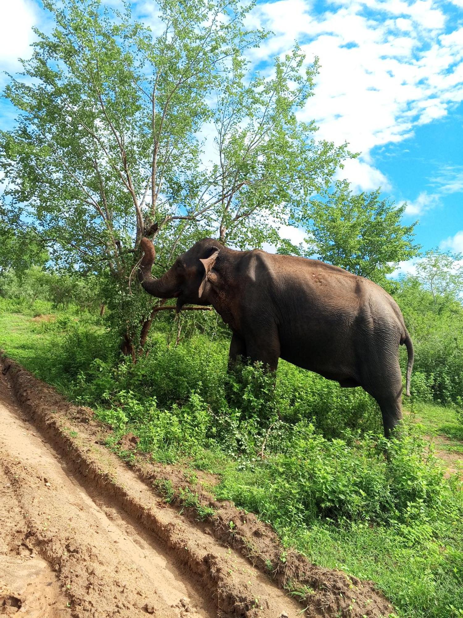 Elite Safari Resort ウダワラウェ エクステリア 写真