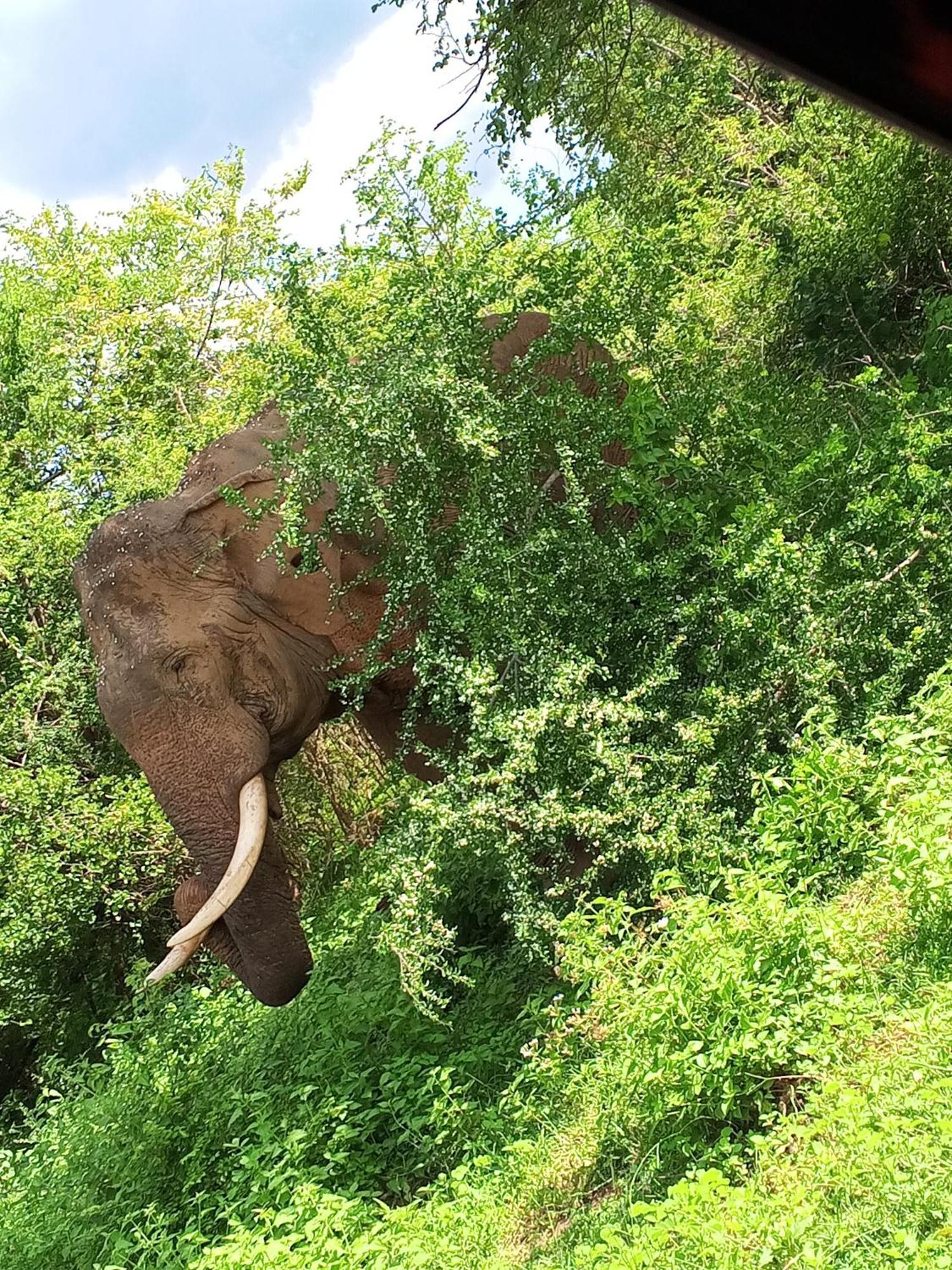 Elite Safari Resort ウダワラウェ エクステリア 写真