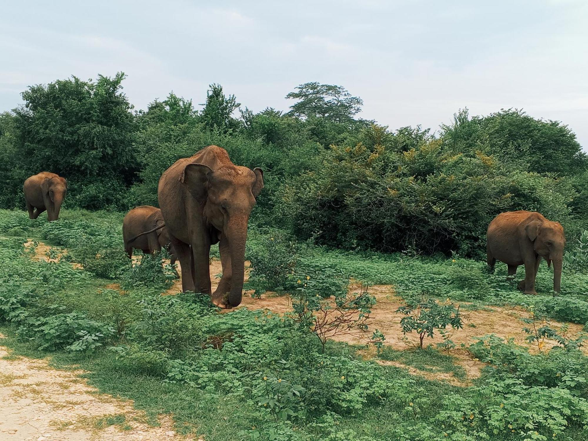 Elite Safari Resort ウダワラウェ エクステリア 写真