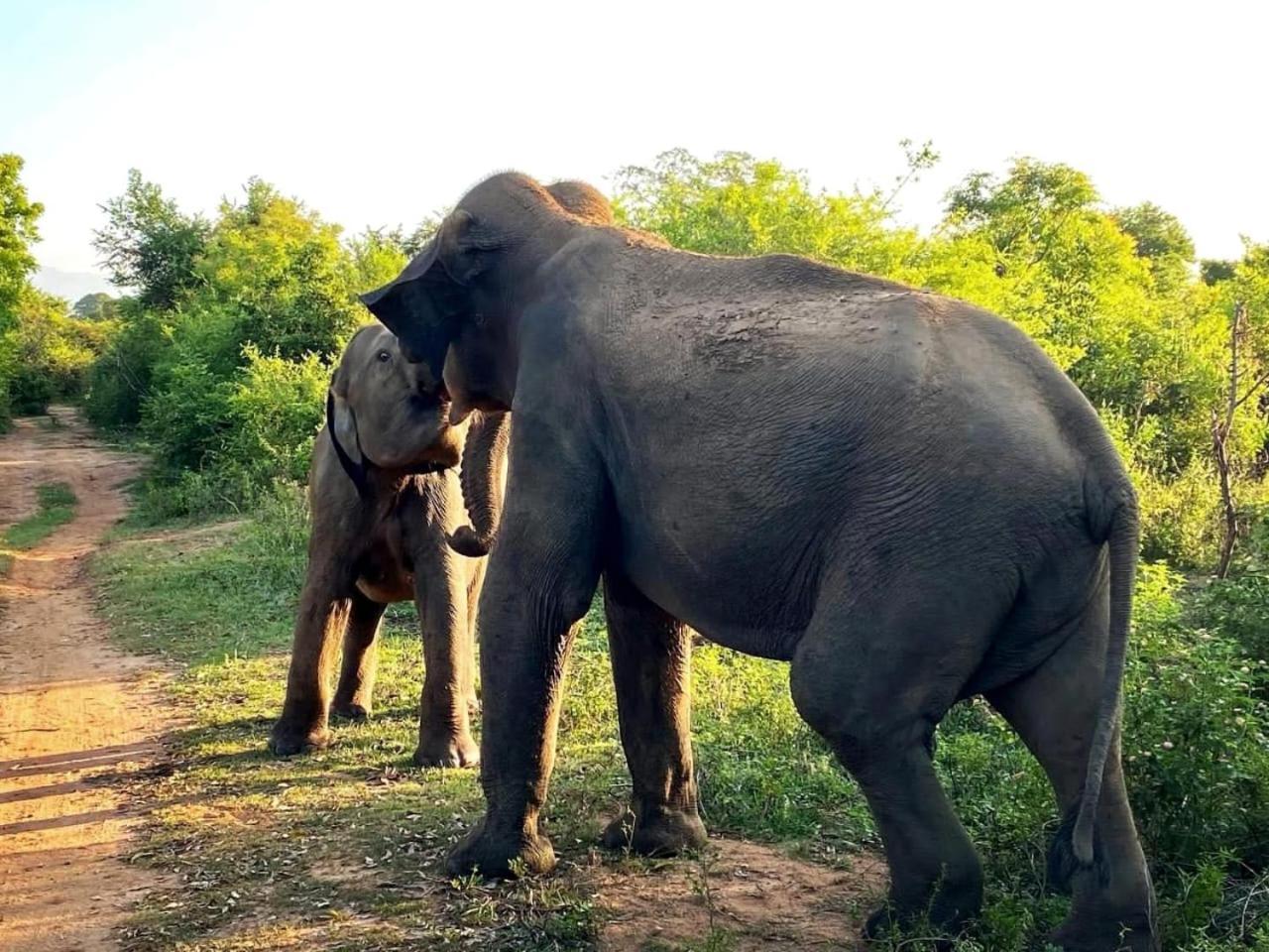 Elite Safari Resort ウダワラウェ エクステリア 写真