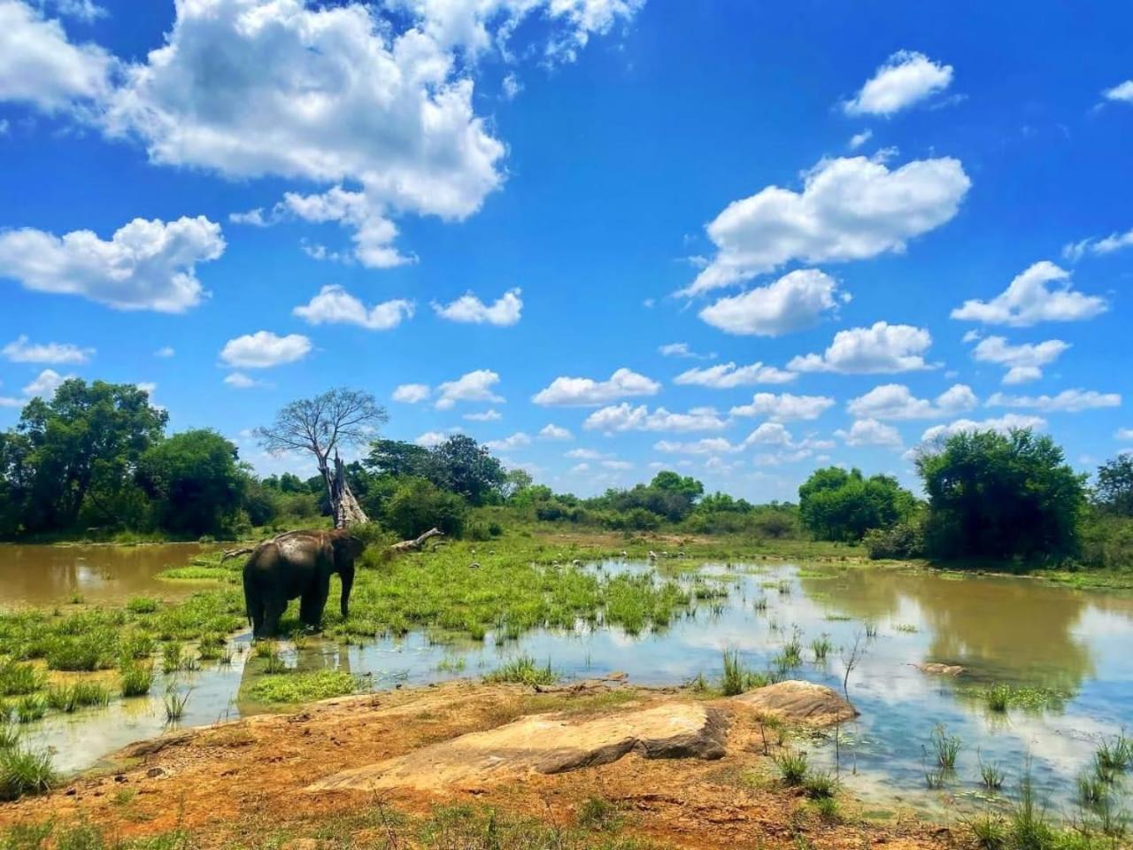 Elite Safari Resort ウダワラウェ エクステリア 写真