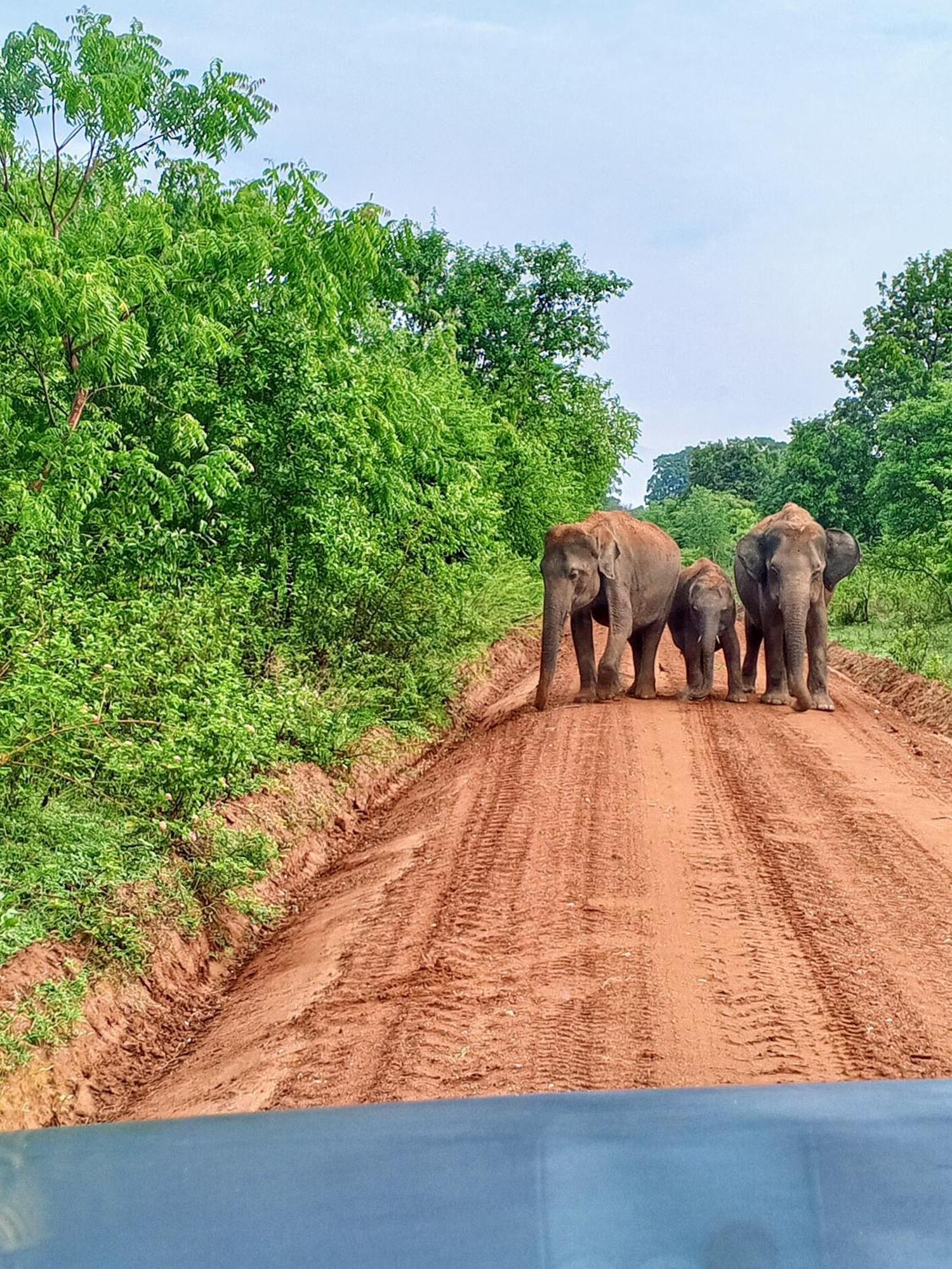 Elite Safari Resort ウダワラウェ エクステリア 写真