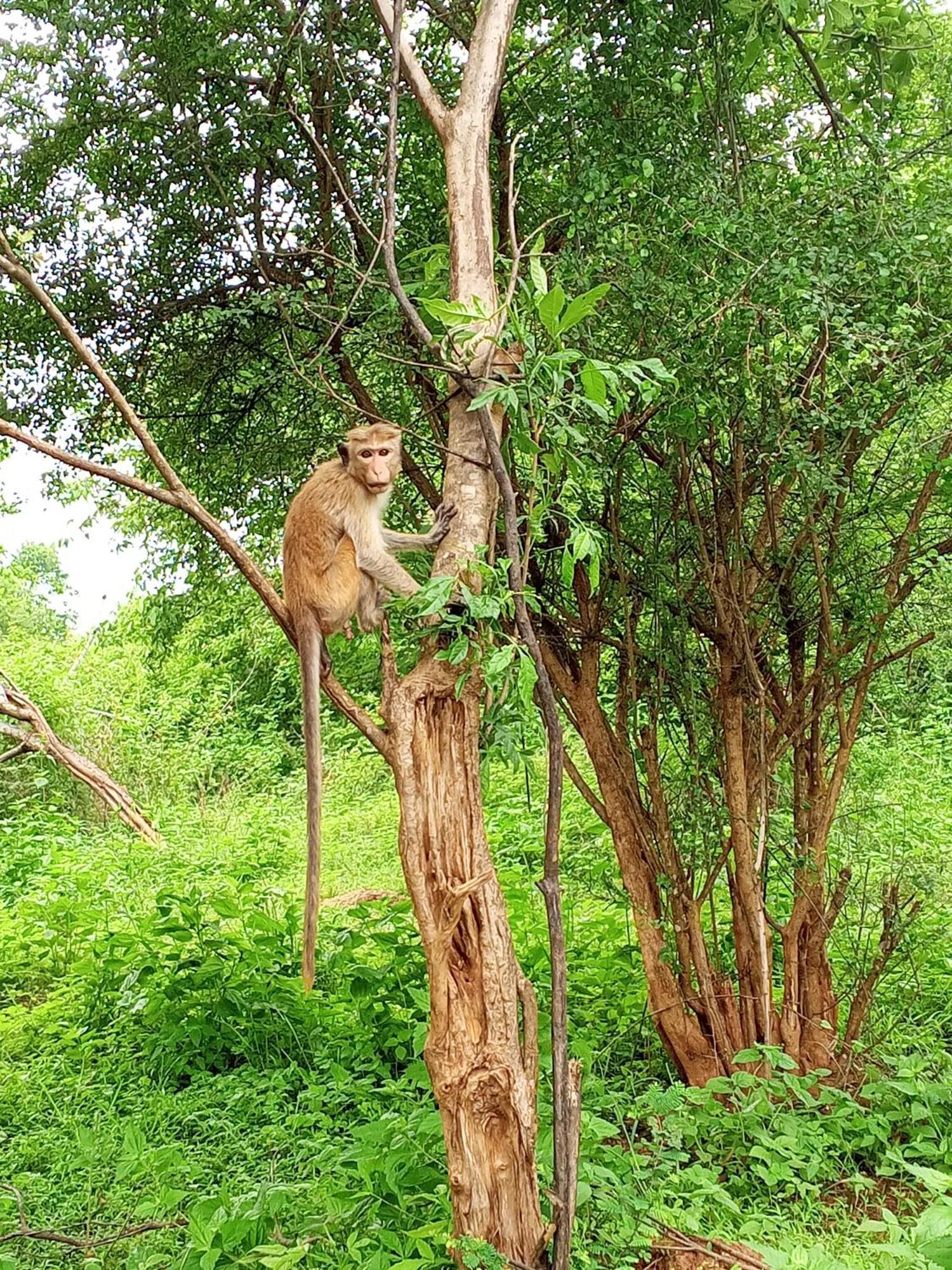 Elite Safari Resort ウダワラウェ エクステリア 写真